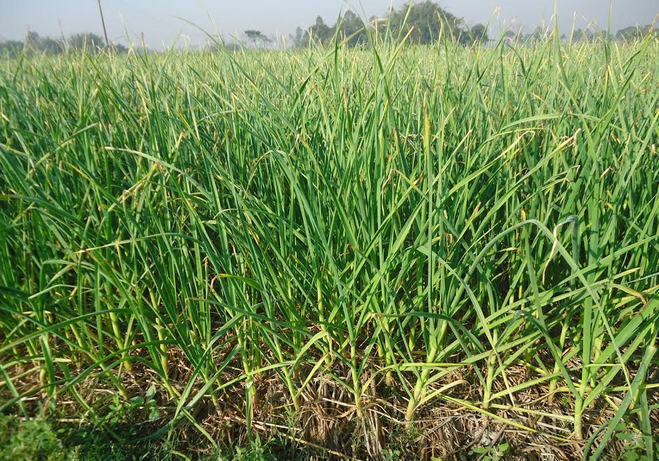 চিরিরবন্দরে আগাম রসুন উত্তোলন শুরু দামে খুশী চাষিরা