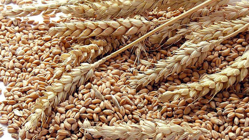 যে কারণে স্থগিত হতে পারে খাদ্যশস্য চুক্তি