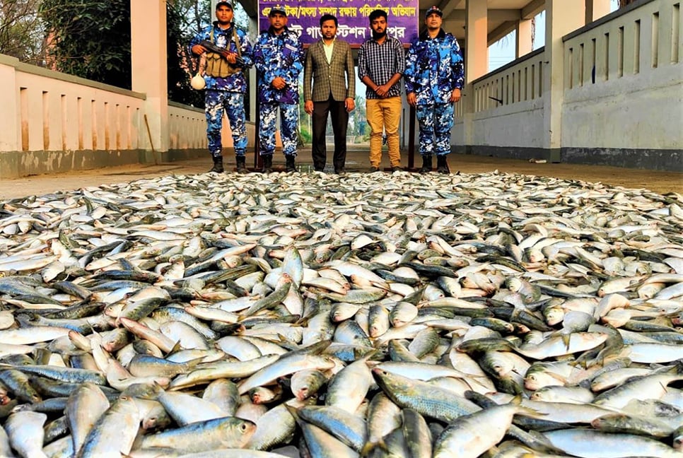 চাঁদপুরে কোস্ট গার্ডের অভিযানে ২৮ মণ জাটকা জব্দ