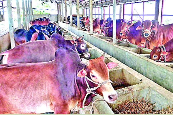 স্থানীয় গরুতেই মিটবে চাহিদা বরিশালে বেড়েছে, কোরবানির পশুর দাম।