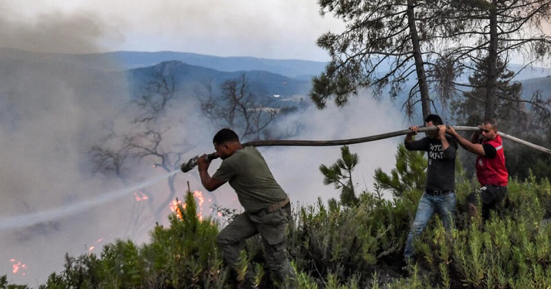 আলজেরিয়ায় ভয়াবহ দাবানলে ৩৪ জনের মৃত্যু।