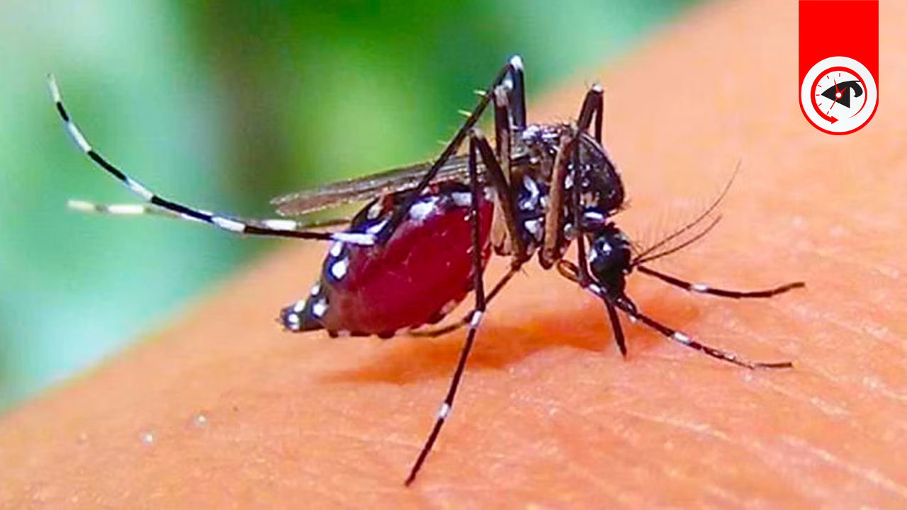 ডেঙ্গু আক্রান্ত ৮০ হাজার ছাড়াল, মৃত্যু আরও ৯