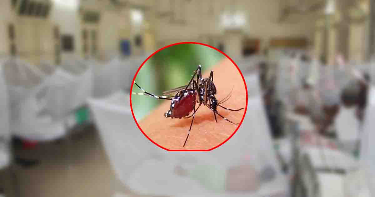 ডেঙ্গুতে ১৪ মৃত্যু, হাসপাতালে ২৭৫১ রোগী