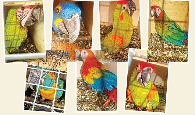 সাইপ্রাস থেকে আনা ৩১ ‘বিক্রিনিষিদ্ধ’ ম্যাকাও কার জিম্মায় থাকবে ৩০ আগস্ট হজরত শাহজালাল বিমানবন্দরে এসব পাখি জব্দ করা হয়। আমদানিকারক প্রতিষ্ঠানকে ১ কোটি ৬২ লাখ টাকা জরিমানা।