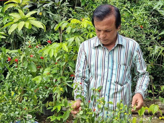 মরিচের কেজি ২৭ লাখ, ছাদে ছিল ২ বছর, জানলেন ১৫ দিন আগে