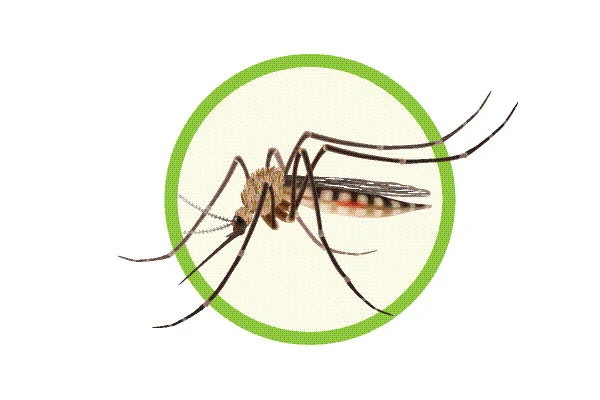 ভয়াবহ ডেঙ্গুঝুঁকিতে রাজধানী ♦ ঈদের ছুটিতে মশককর্মীরা ♦ বেড়েছে মশার উপদ্রব ♦ দ্রুত বাড়ছে আক্রান্তের সংখ্যা ♦ এবার ভয়াবহ হতে পারে পরিস্থিতি, মত বিশেষজ্ঞদের