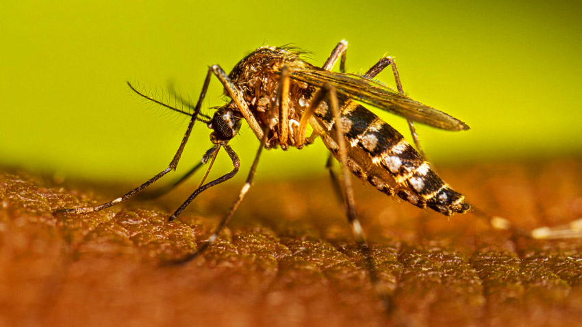 Dengue claims 2 more lives, 392 hospitalised