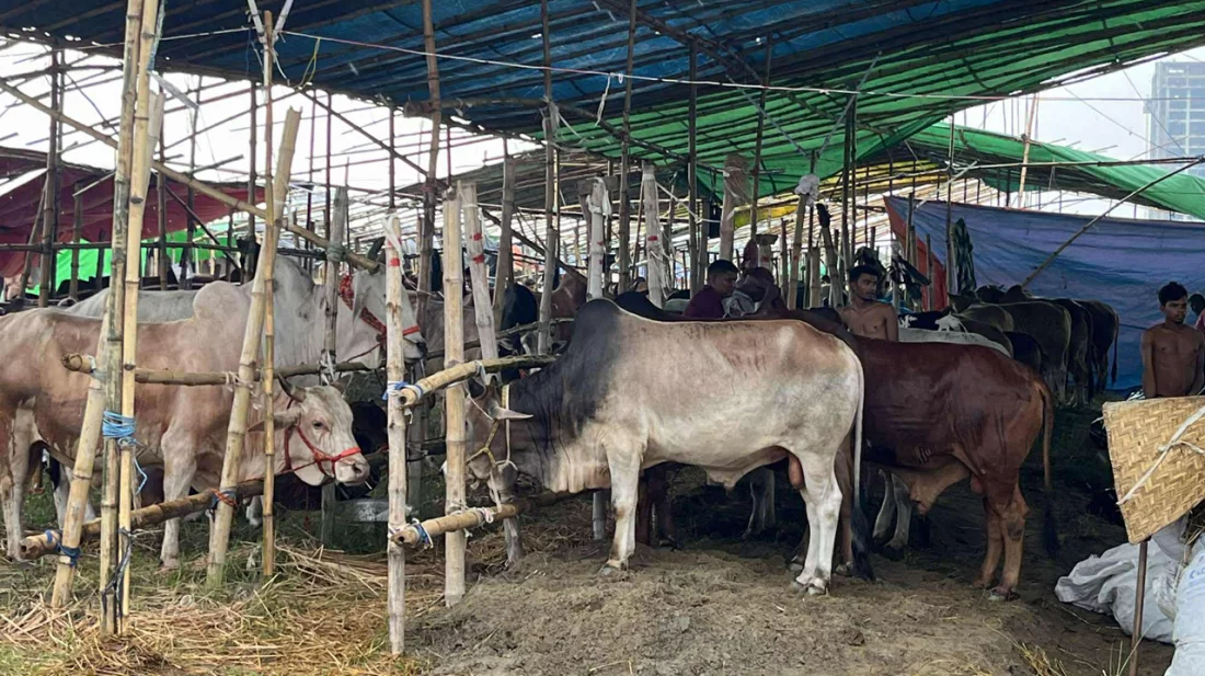 সারাদেশরাজধানী রাজধানীর পশুর হাট মাঝারি গরুর চাহিদা বেশি, ক্রেতার তুলনায় বিক্রি কম