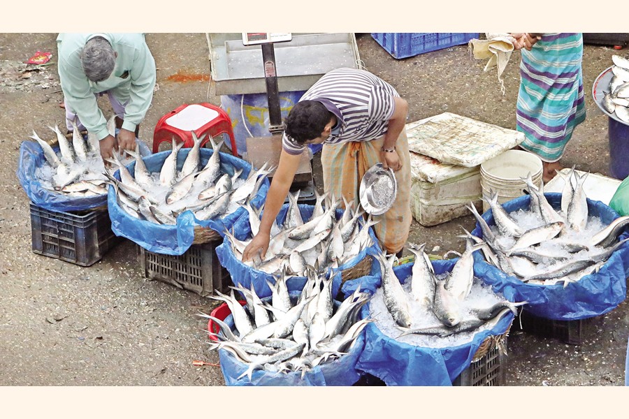 Hilsa price hits record high despite rise in supply