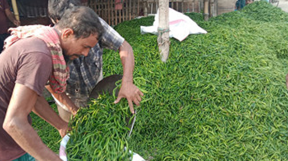 কাঁচা মরিচের কেজি ৩০০ টাকা ছাড়াল