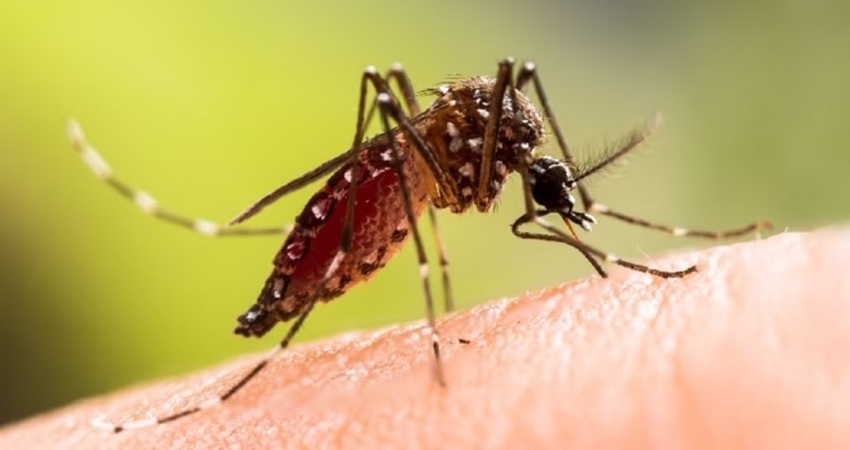3 more die of dengue; 782 hospitalised