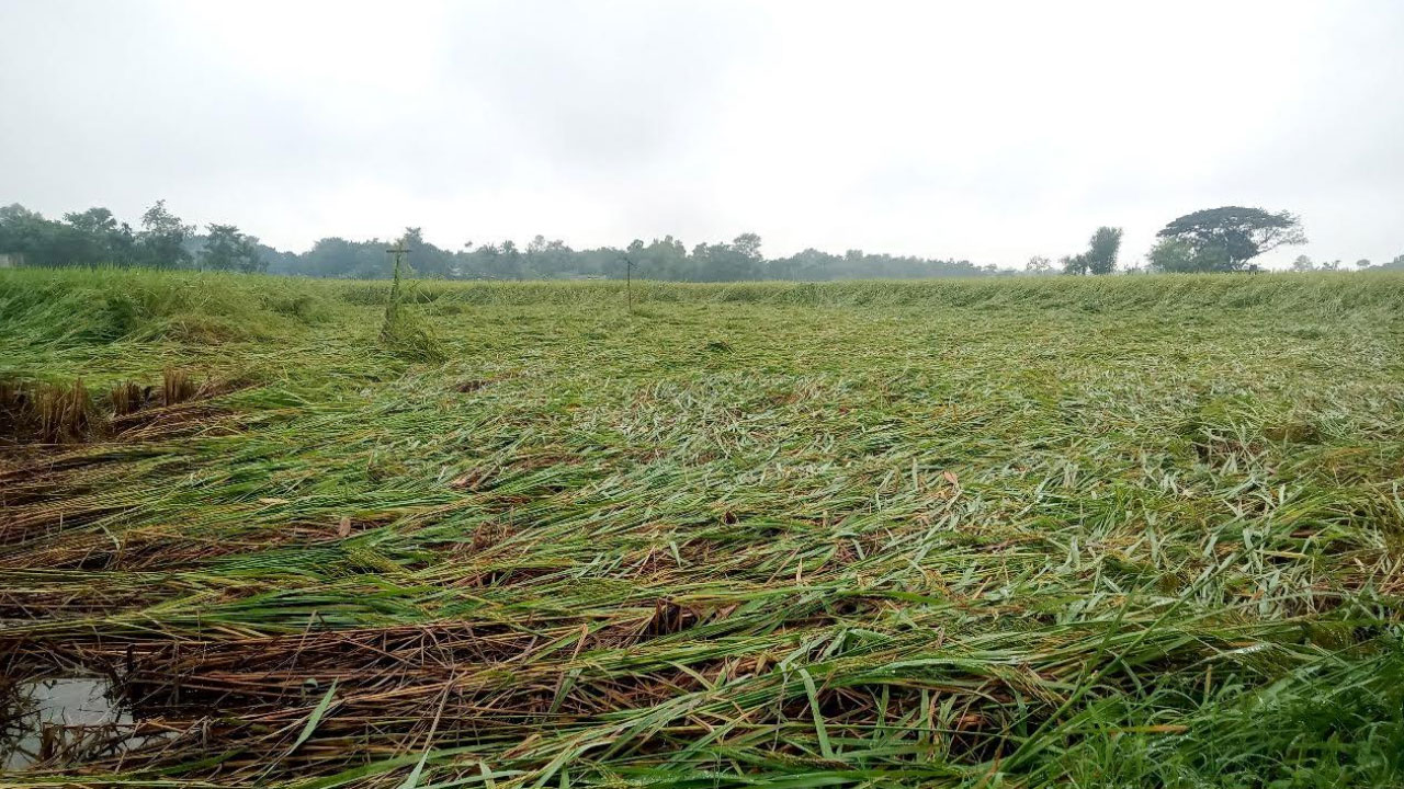 অসময়ের বৃষ্টিতে জয়পুরহাটে ব্যাপক ফসল ক্ষতি