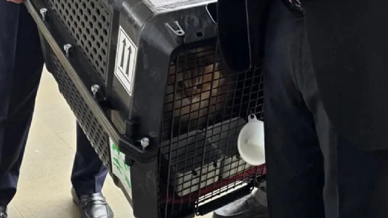 তারেক রহমানের সাথে দেশে ফিরেছে তার পছন্দের বিড়াল ‘জেবু’